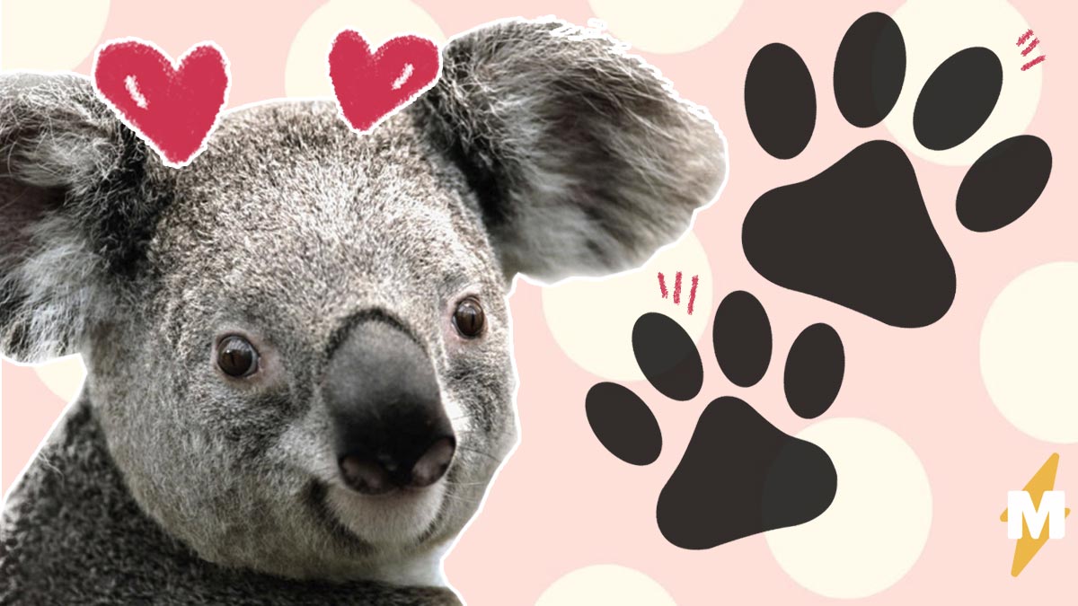 Похожи на коал. Отпечатки коалы. Отпечаток пальца коалы. Лапка коалы. Отпечаток лапы коалы.