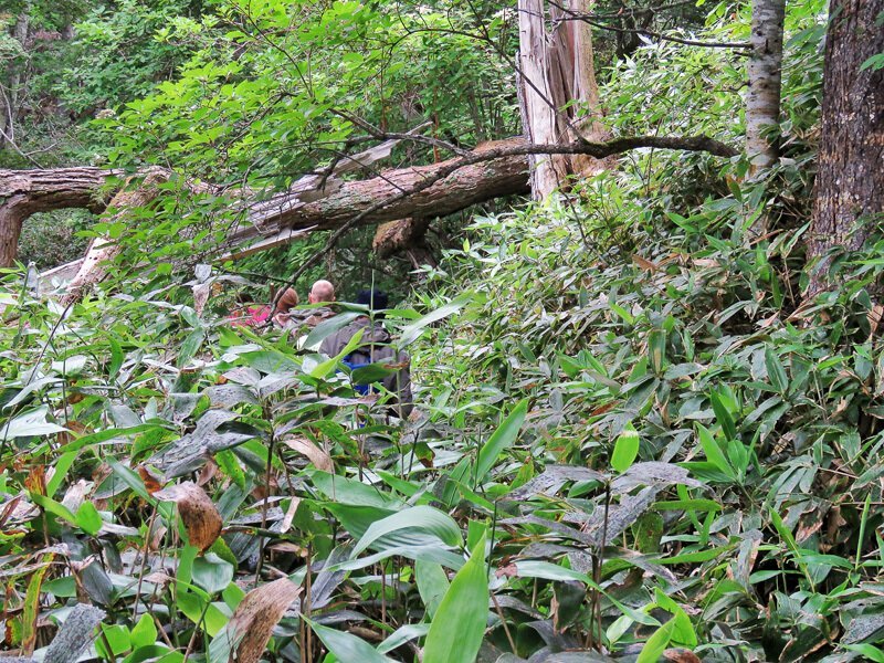 Кунашир: мыс Столбчатый Кунашир: мыс Столбчатый
