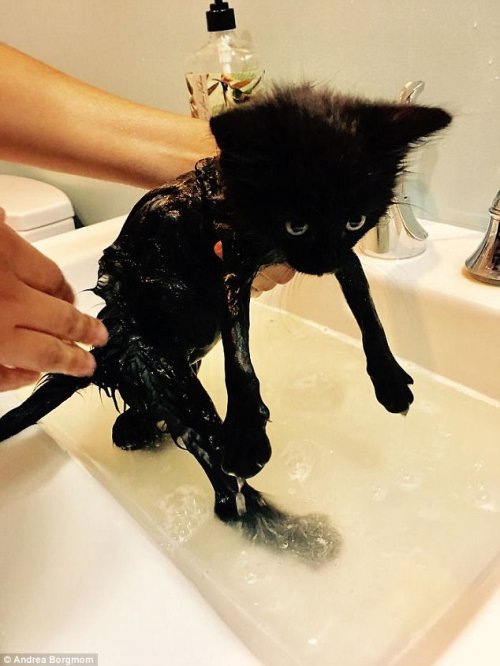 Домашние животные, которые не любят водные процедуры (17 фото)