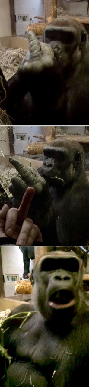 A Gorilla Flipped Me Off, So I Flipped Him Off In Return And He Was Very Offended