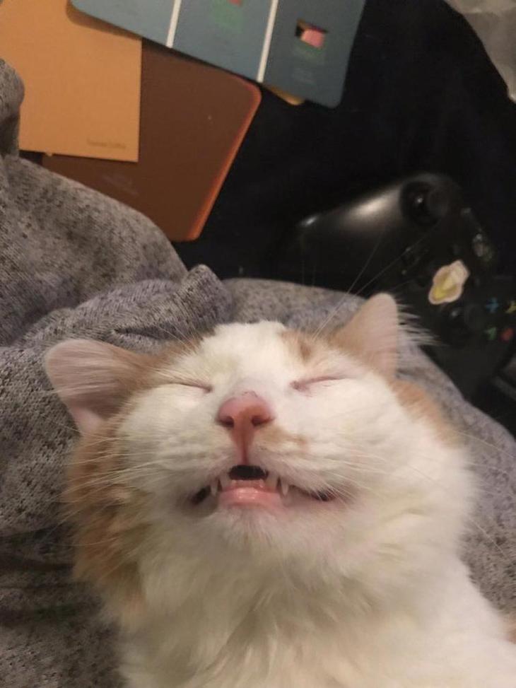 Люди делятся самыми неудачными фотографиями своих питомцев, и это очень смешно Люди делятся самыми неудачными фотографиями своих питомцев, и это очень смешно