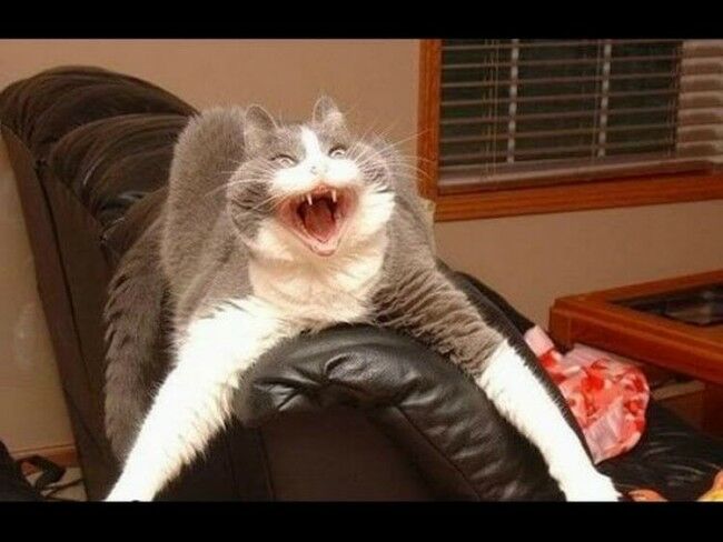 Забавные фотоистории из жизни кошек позитив,Смешные животные