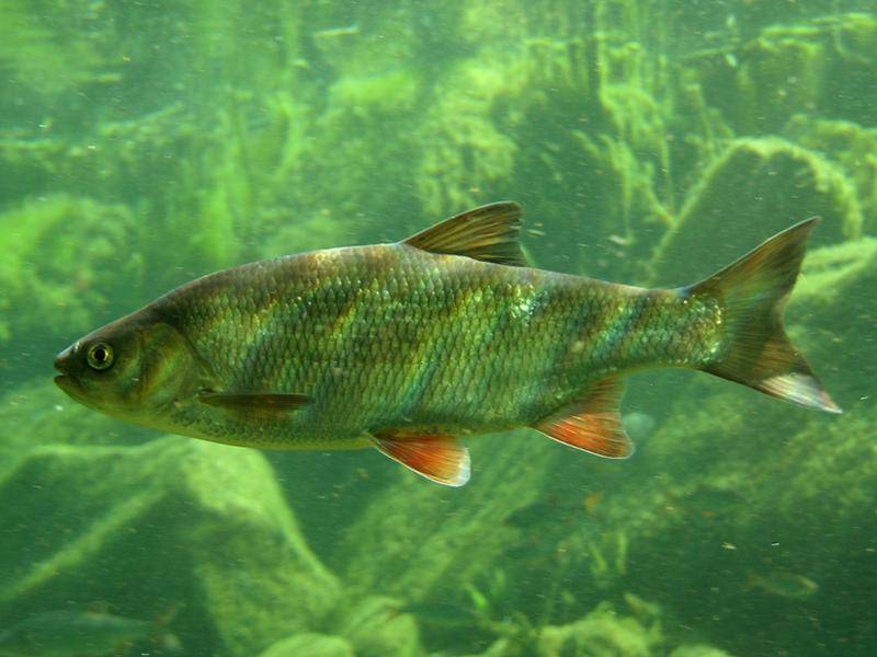 Рыба мохтик: ареал, внешний вид, размножение