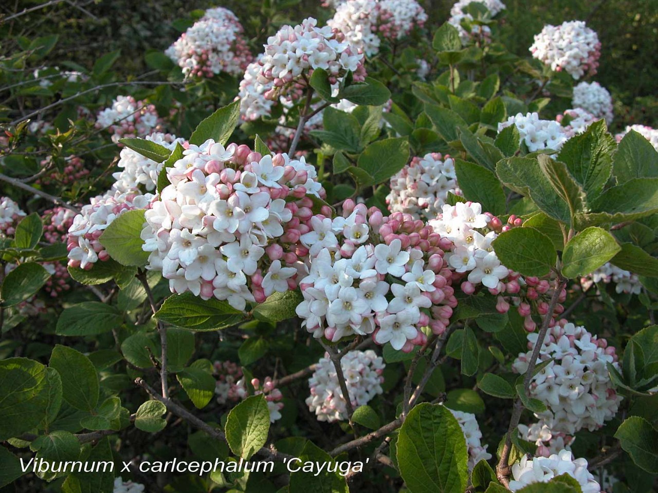 Viburnum carlcephalum