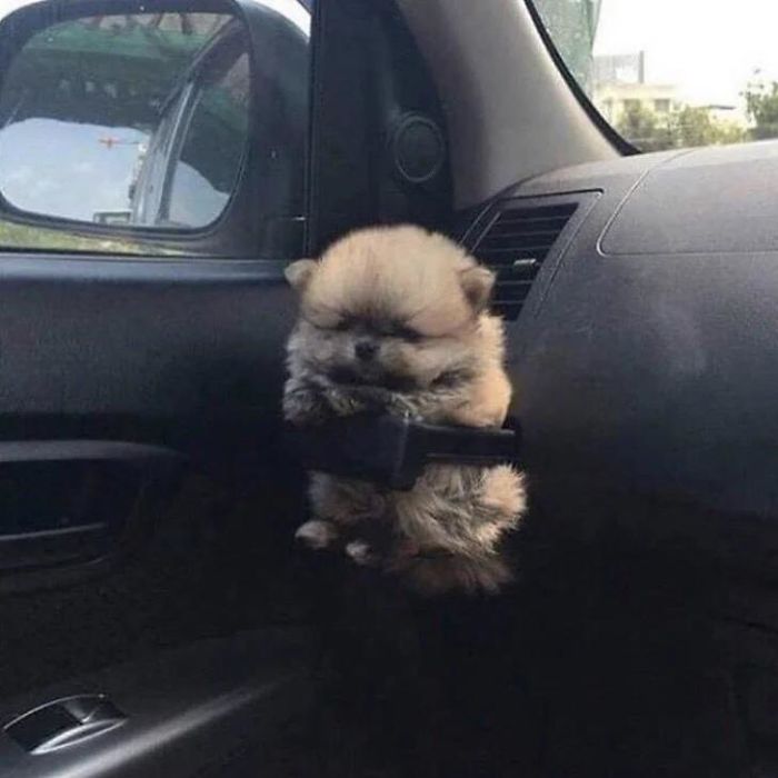 щенок в подставке для кофе в авто