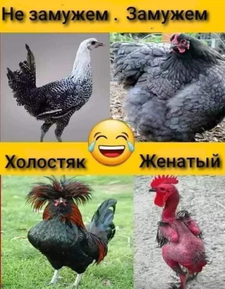 Свежий юмор для прекрасного настроения Свежий юмор для прекрасного настроения