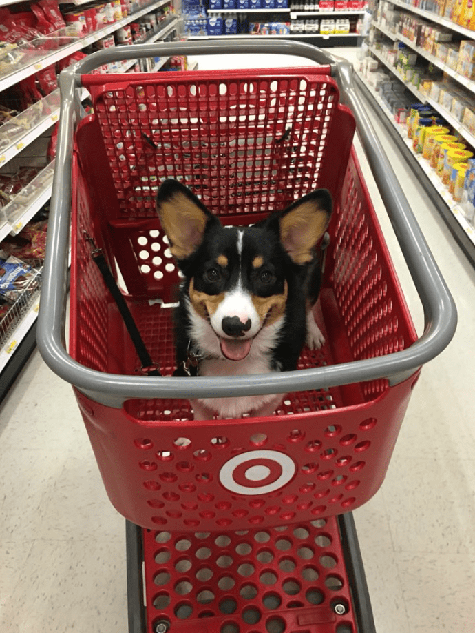 happy-dog-shopping-target-zira-the-corgi-virgoprincxss-4