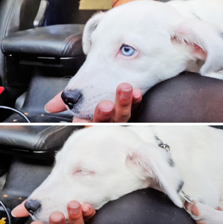 Любой из нас может сделать братьев наших меньших счастливыми, и вот доказательства Любой из нас может сделать братьев наших меньших счастливыми, и вот доказательства доброта,домашний очаг,животные