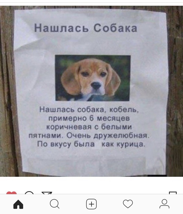 Прикол фото потерялась собака