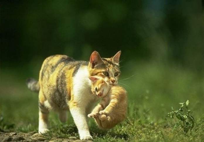 Кошатникам на заметку! 30 интересных фактов о кошках + несколько полезных советов домашние животные,интересное,интересные факты,кошки и коты
