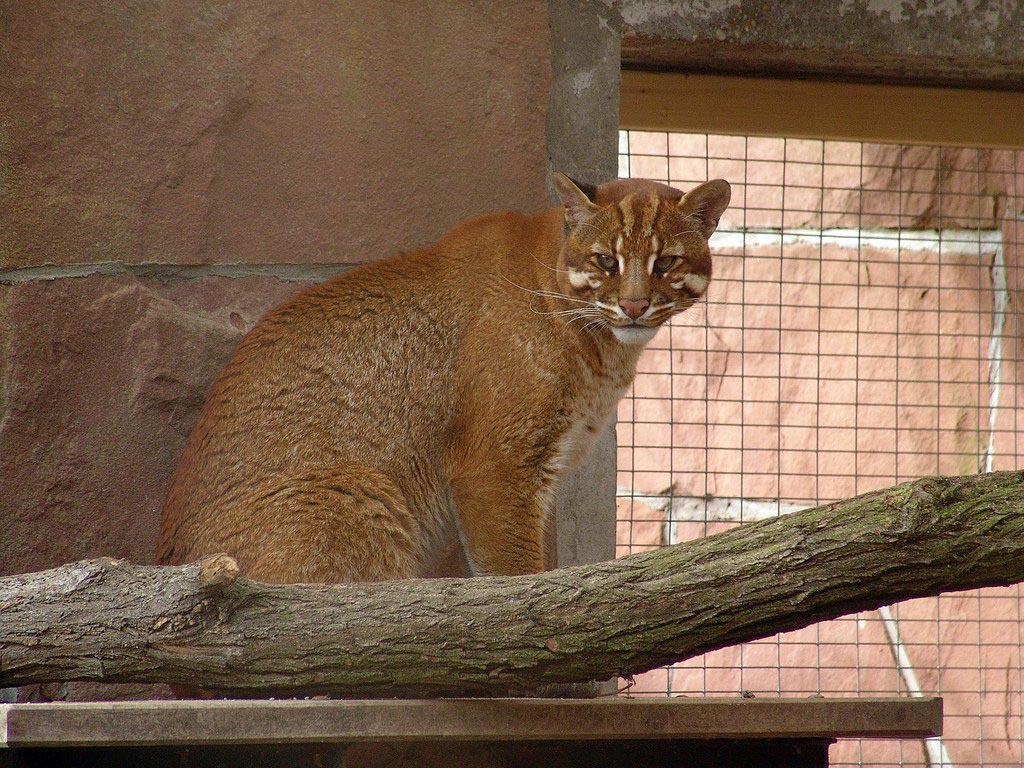 Катопумы. Калимантанская кошка (Catopuma Badia). Золотая кошка Темминка. Азиатская кошка Темминка. Темминка азиатская Золотая.