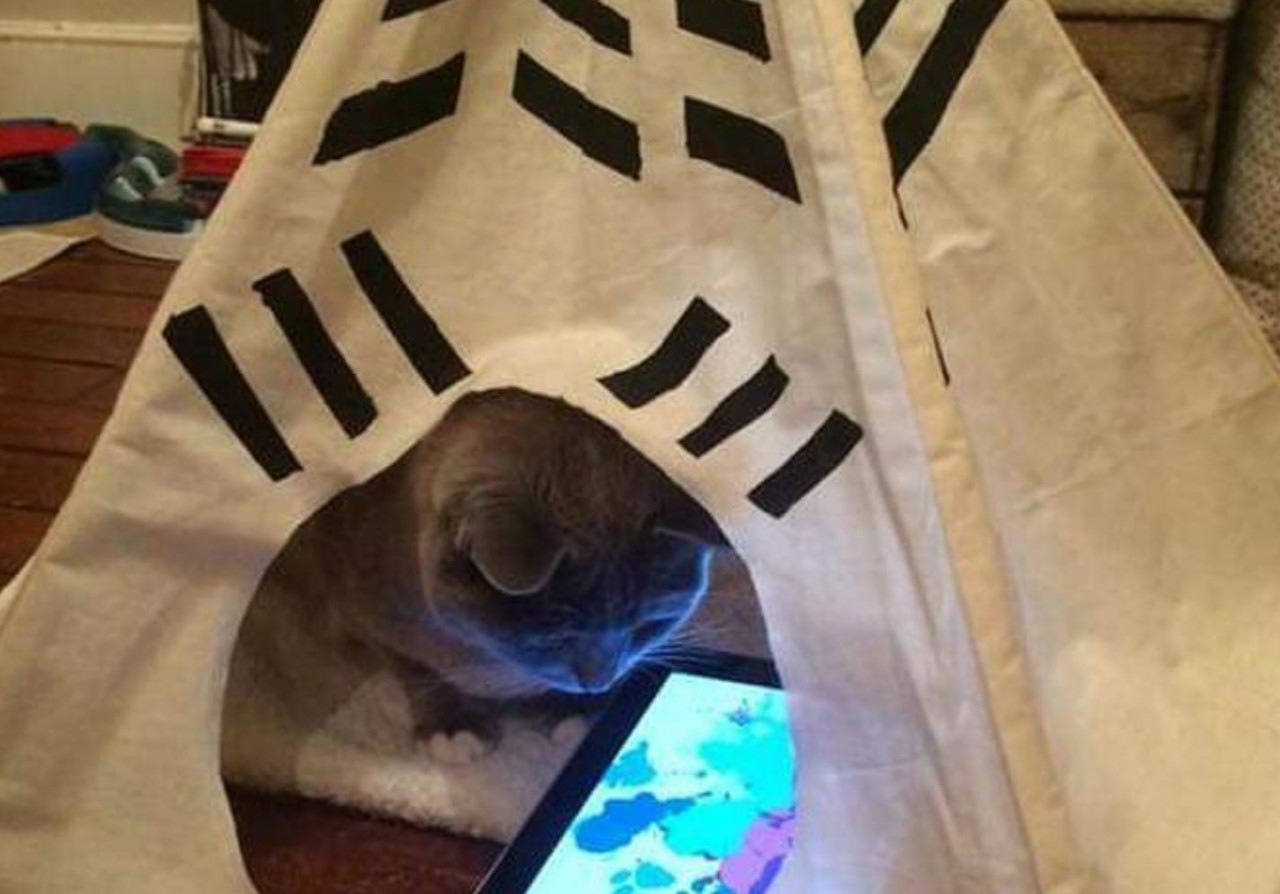 6. Когда спалил кота за просмотром кошечек смешные ситуации, фото, что здесь происходит, юмор