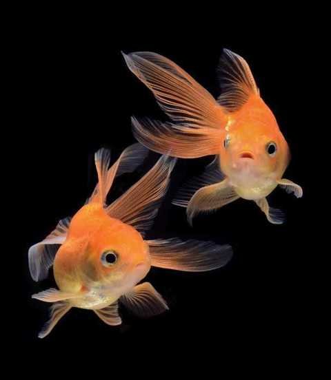 Золотые рыбки в домашнем аквариуме