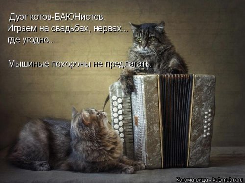 Свежая котоматрица (26 фото)