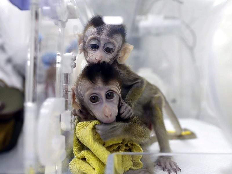 10 животных, которых успешно клонировали ученые, Однако, клонировали, успешно, которая, клонирования, более, других, множество, клетки, стала, остается, животных, Многие, назад, Долли, путем, видов, животным, клонированным