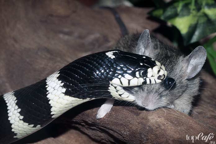 Самые интересные факты о змеях: укус. CC0