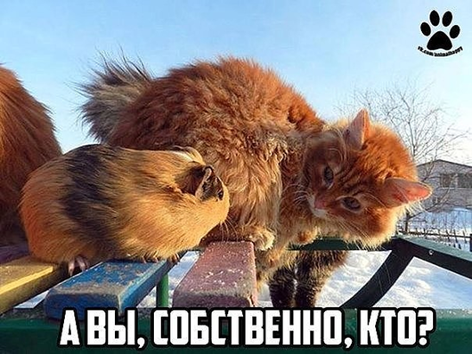 Утро понедельника в животном саду веселые картинки,животные,позитив,Смешные животные