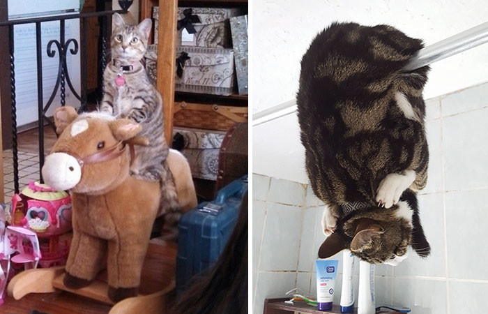 Котопост - это всегда радость животные, коты, кошки, неожиданно, привычки, странности, фото, юмор