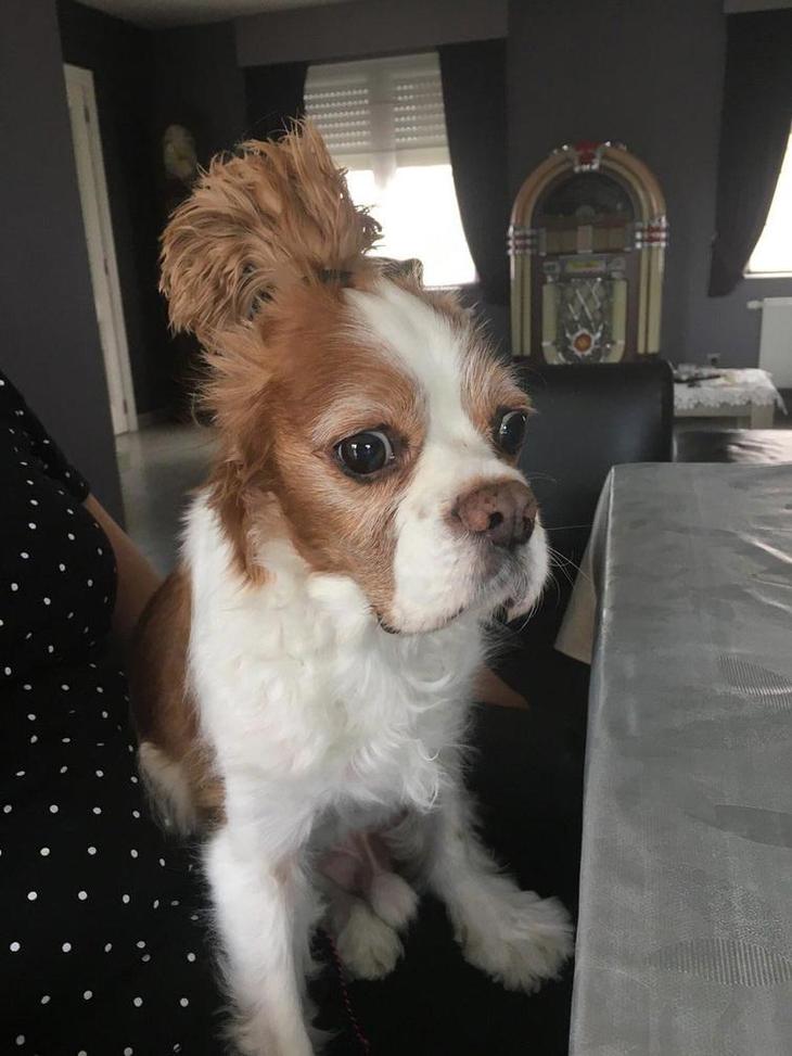 Люди делятся самыми неудачными фотографиями своих питомцев, и это очень смешно Люди делятся самыми неудачными фотографиями своих питомцев, и это очень смешно