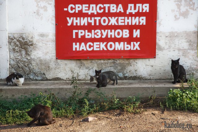 Русские приколы и маразмы