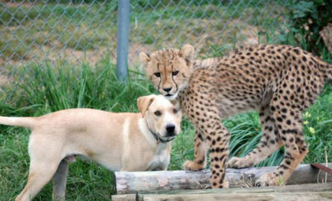 Собаку завели в вольер к гепарду и стали смотреть, как они будут жить вместе: видео