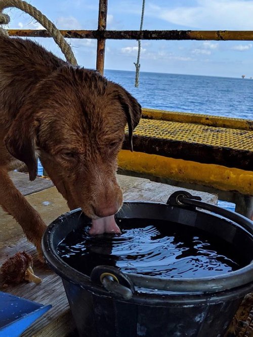 Тайские рабочие спасли собаку, плывшую в 130 милях от берега  