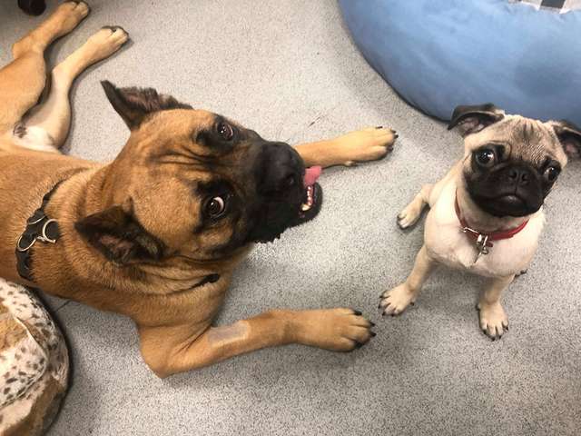 собаки в доме