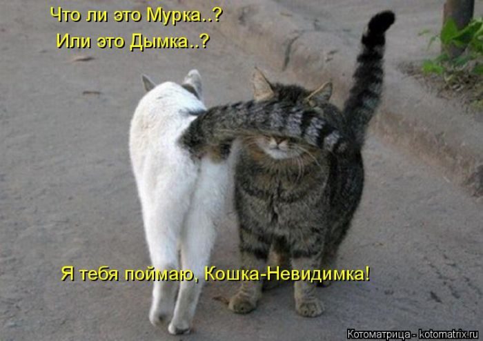 Лучшие котоматрицы за прошедшую неделю