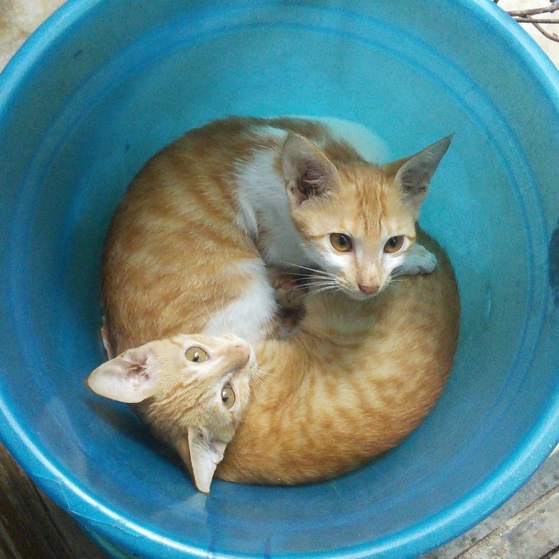Коты, которых можно налить в любую емкость животные, приколы, удачный кадр, юмор