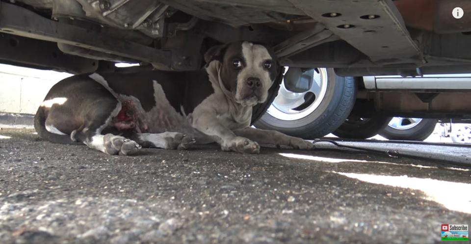 https://www.landofdogs.net/images/2017/04/Scared-Pit-Bull-Who-Was-Lying-Down-Under-A-Car-Gave-Her-Rescuer-A-Kiss-Land-of-dogs.jpg