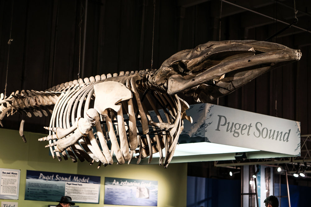 Seattle Washington Pacific Science Center-33.jpg