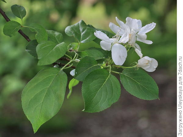 Яблоня сливолистная, фото сайта www.plantarium.ru