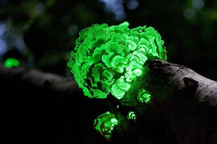 Самые красивые грибы в мире приколы,шикарные фотографии