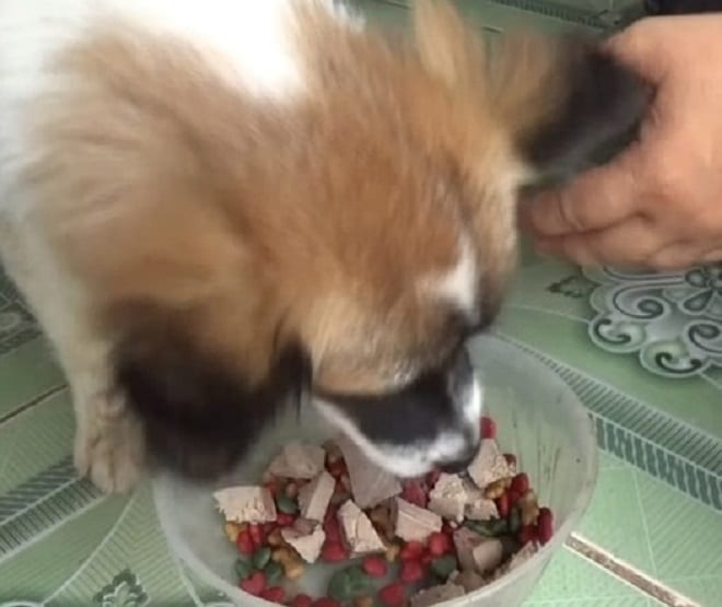 Пес кушает 