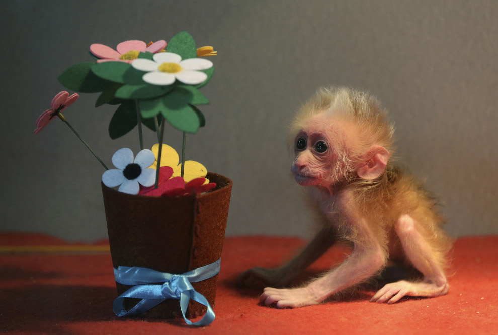 15-дневный медвежий макак в зоопарке в провинции Чжэцзян, Китай