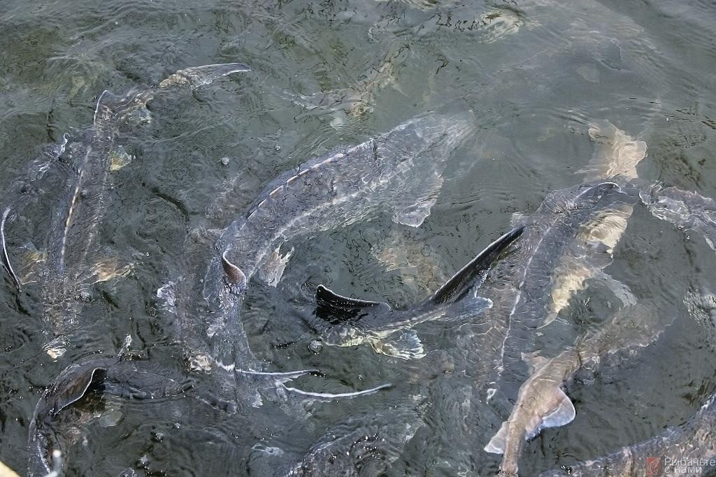 Рыба в каспийском море виды фото и названия