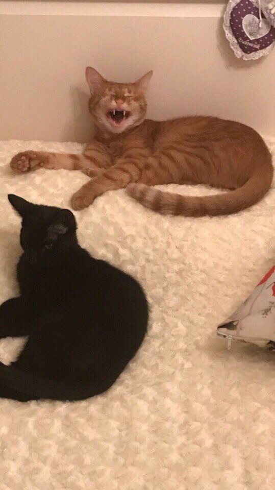 kIbQmmcdQ0g