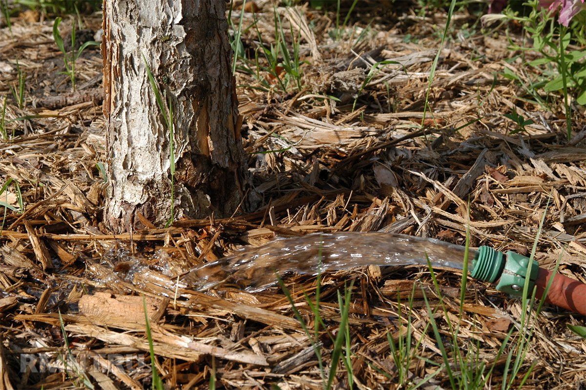 Чем можно подкормить плодовые деревья и кустарники осенью Чем можно подкормить плодовые деревья и кустарники осенью дача,полезные советы,сад и огород,удобрения