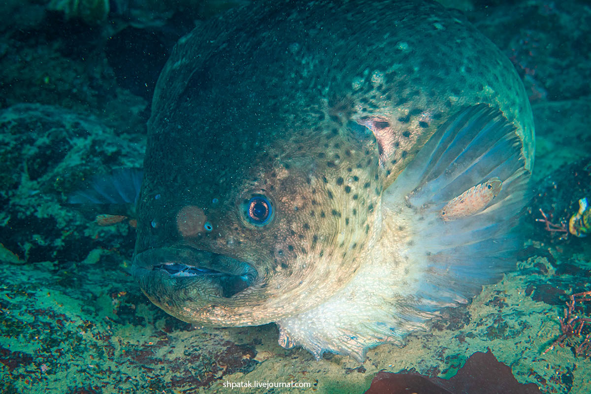 Рыба-лягушка (Aptocyclus ventricosus)