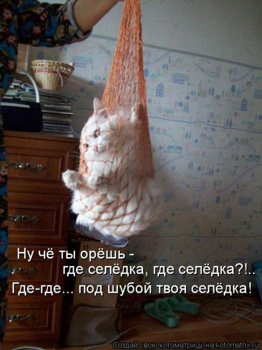 Котоматрица. Мысли вслух :) 