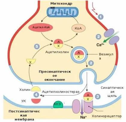 Нервно-паралитические ОВ. Пестициды и диверсионные яды оружие