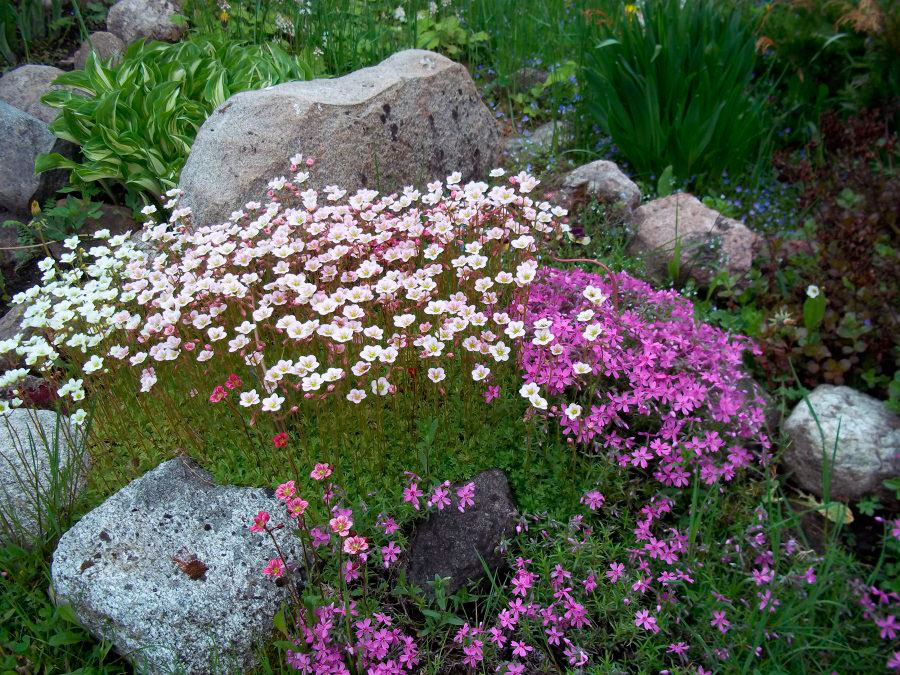 Садовые цветы камнеломка фото. Камнеломка Арендса. Камнеломка Арендса белая. Камнеломка саксифрага. Камнеломка Арендса пурпурный.