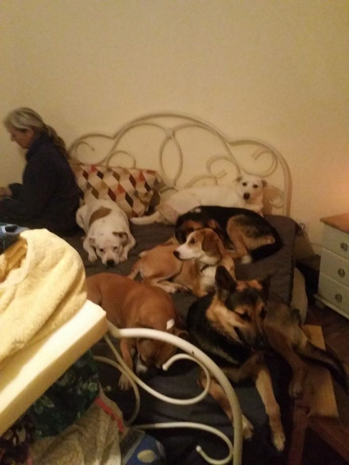 Helens-house-of-hope-A-new-life-for-the-abandoned-and-mistreated-dogs-of-Bulgaria-59db5c97e6e98__880