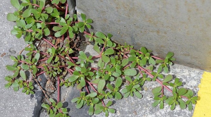 see-weed-growing-yard-dont-pick-heres-696x387