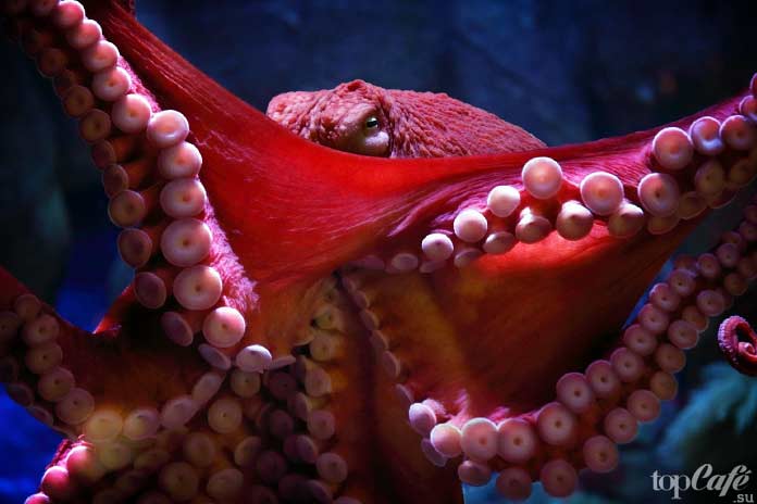 Три сердца осьминога