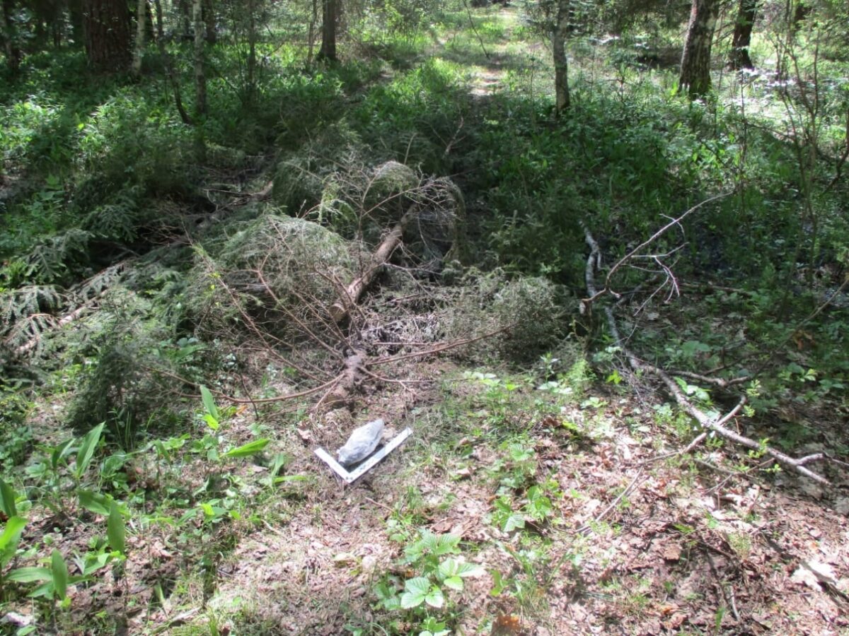 В Муромском районе неизвестные срубили деревья на территории заказника