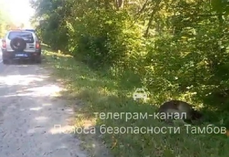 В Тамбовской области водитель иномарки сбил лося и попал в больницу