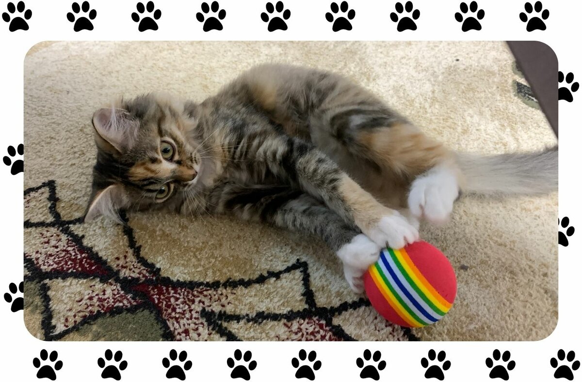 8 вещей, которые обязательно понадобятся, если вы решили завести кошку