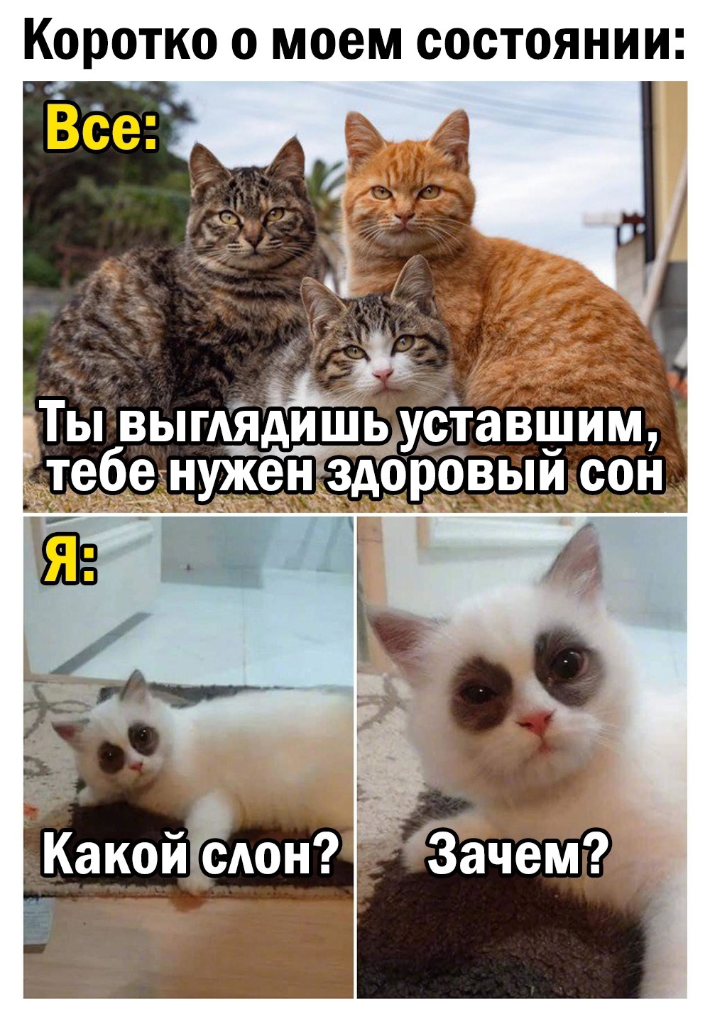 Мем с добрым утром с котом