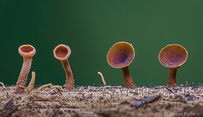 Экстремальные макро-фотографии грибов